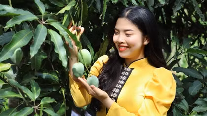 Yen Chau mango festival kicked off