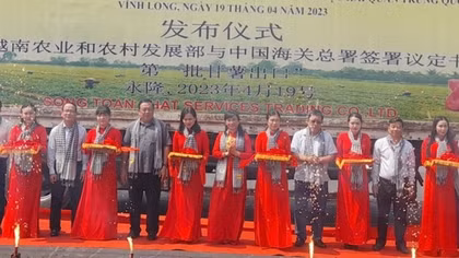 Vinh Long exports first batch of sweet potatoes to China
