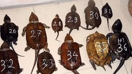 Two man arrested for smuggling endangered species
