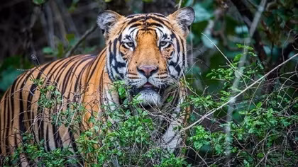 Legal foundations sought for tiger conservation in Vietnam