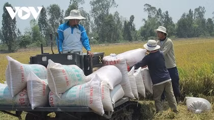 Rice exports likely to reach US$3.5 billion this year
