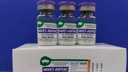 Vietnam successfully produces vaccine against African swine fever
