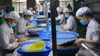 Cashew exporters risk losing hundreds of millions of US$ due to scam in Italy