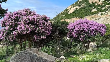 Beautiful purple crape myrtle flowers blooming in Ninh Thuan