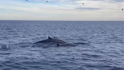 Seven blue whales spotted off south-central Vietnamese coast