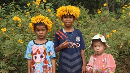 Enchanting wild sunflowers shine on Chu Dang Ya extinct volcano