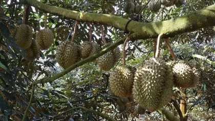51 PUCs in Vietnam eligible for shipment of durian to China