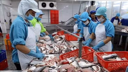 Vietnam's pangasius exports see optimism
