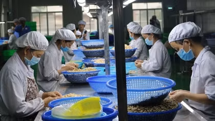 Cashew sector works to retain leading position in EU market