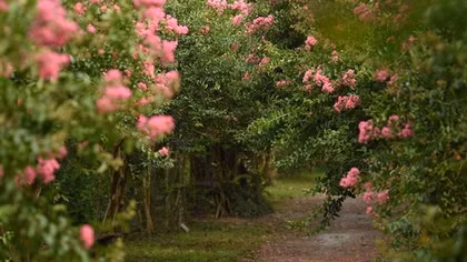 Hanoi garden dazzles as multiflora roses bloom