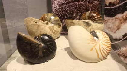 Hundreds of unique fossil specimens on display in Hue