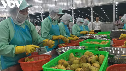 China increases imports of processed fruit and vegetables from Vietnam