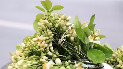 Hanoi filled with scent of grapefruit flowers