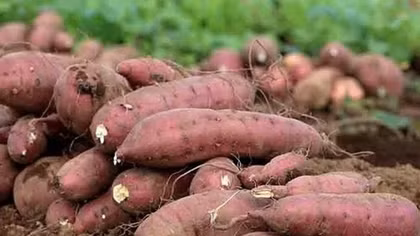 Sweet potato to be officially exported to China