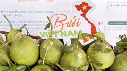 Vietnam exports first batch of pomelos to US