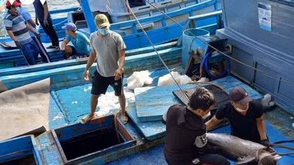 Tuna exports likely to hit over US$1 billion this year