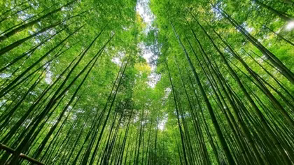 Magnificent bamboo forest in Mu Cang Chai