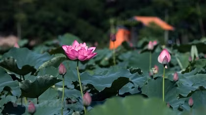 Beauty of lotus valley near Hanoi