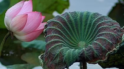 Lotus flowers to shine at Vietnamese Ethnic Groups’ Culture Day