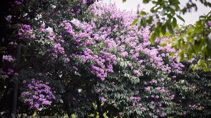 Giant crape-myrtle flowers marks summer arrival in Hanoi