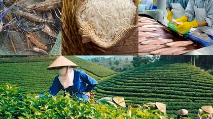 Vietnam enjoys two-fold growth in agricultural trade surplus