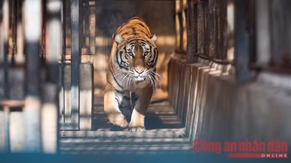Meet the rescued tigers at Hanoi Wildlife Rescue Center