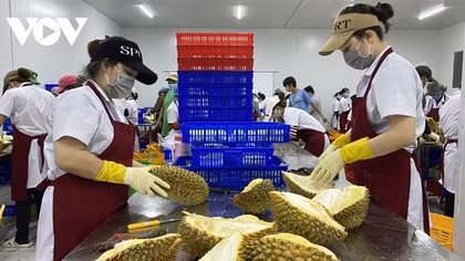 Vietnam to export durian to China via official channels