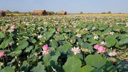 First lotus festival to feature 200 lotus-made dishes in Vietnam