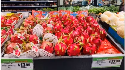 Vietnam dragon fruits continuously arrive in Australia