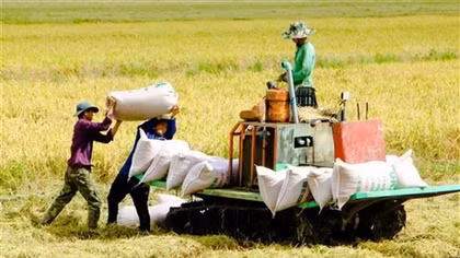 Low-carbon rice production helps Vietnam meet emission target