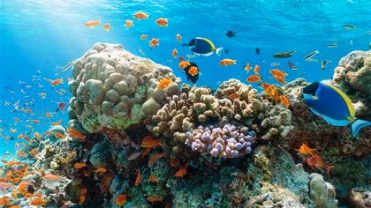 Dive tourism to be halted to protect coral reefs in Nha Trang