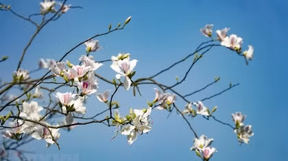 Ban flowers cast a spell over Dien Bien Phu