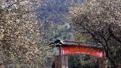 Medlar flower in full bloom in mountainous village