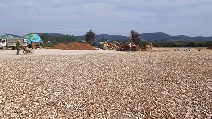 China to increase imports of Vietnamese cassava in 2022