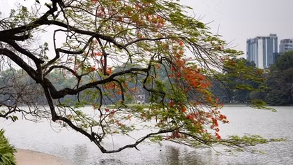 Hanoi streets adorned with red flamboyant blossoming
