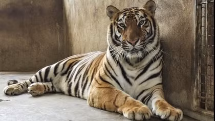 Hanoi zoo to receive eight tigers rescued from Nghe An