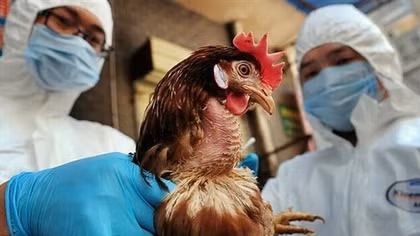 First Vietnam case of human avian influenza A (H5) virus after eight years