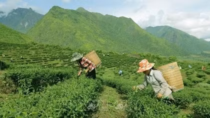 Vietnam ranks 7th worldwide in tea production