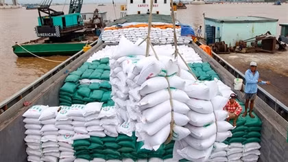US increases rice imports from Vietnamese market in first half