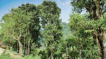 Shan tuyet tea: The unique gem of Tua Chua