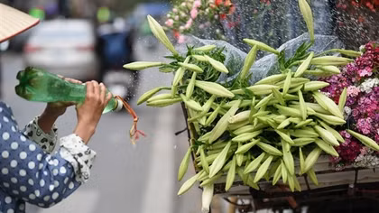 Lilies adorn streets of Hanoi