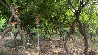 Meaningful cannonball garden in Ninh Thuan