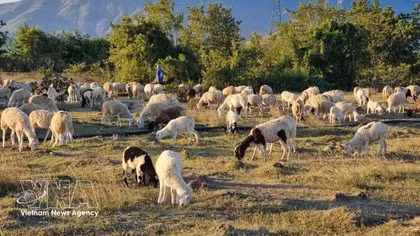 Khanh Hoa province explores Halal ecosystem development